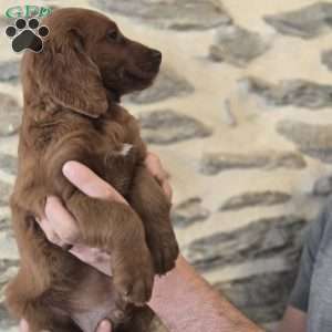 Max, Irish Doodle Puppy