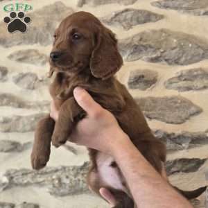 Max, Irish Doodle Puppy