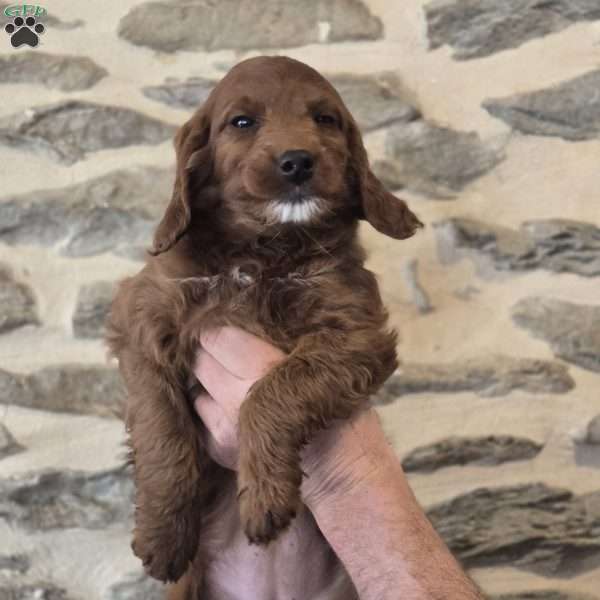 Annie, Irish Doodle Puppy