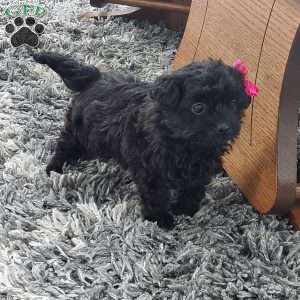 Rose, Toy Poodle Mix Puppy
