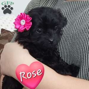 Rose, Toy Poodle Mix Puppy