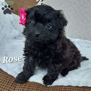 Rose, Toy Poodle Mix Puppy