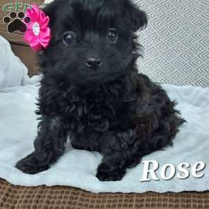 Rose, Toy Poodle Mix Puppy