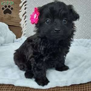 Rose, Toy Poodle Mix Puppy