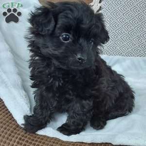 Rose, Toy Poodle Mix Puppy