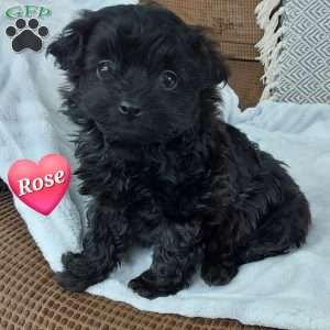 Rose, Toy Poodle Mix Puppy