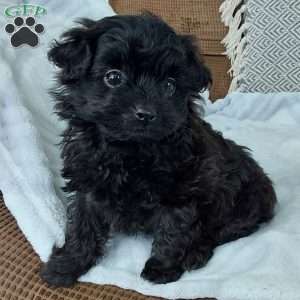 Rose, Toy Poodle Mix Puppy