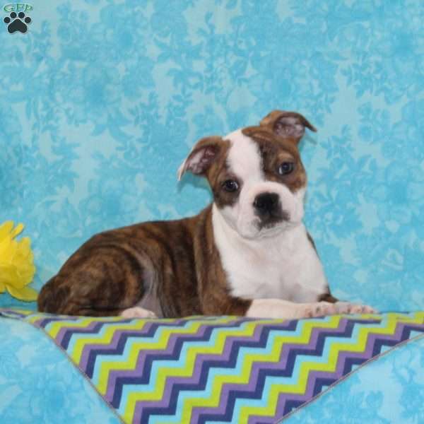 Pineapple, Boston Terrier Puppy
