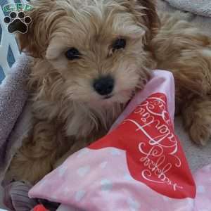Champ, Toy Poodle Mix Puppy
