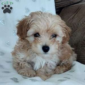 Champ, Toy Poodle Mix Puppy