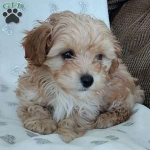 Champ, Toy Poodle Mix Puppy