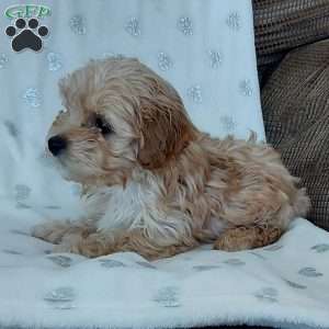 Champ, Toy Poodle Mix Puppy