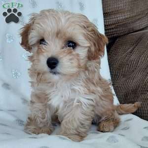 Champ, Toy Poodle Mix Puppy