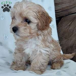 Champ, Toy Poodle Mix Puppy