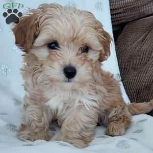 Champ, Toy Poodle Mix Puppy