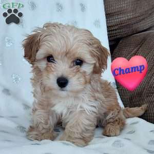 Champ, Toy Poodle Mix Puppy
