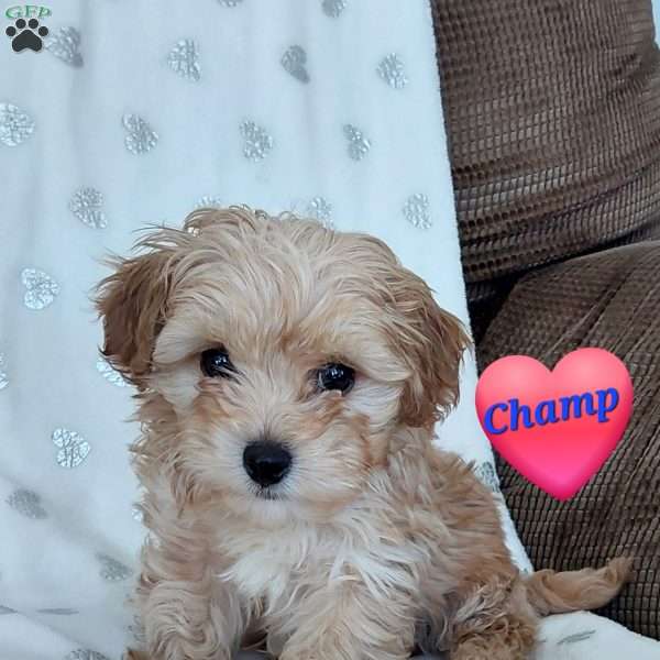 Champ, Toy Poodle Mix Puppy