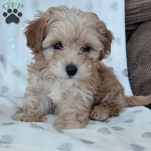 Champ, Toy Poodle Mix Puppy