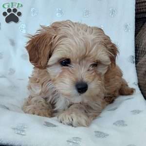 Champ, Toy Poodle Mix Puppy