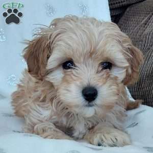 Champ, Toy Poodle Mix Puppy