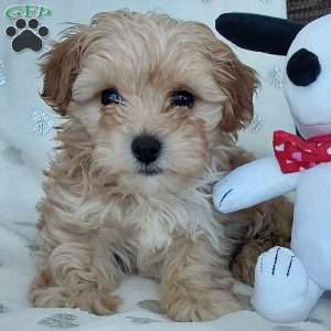 Champ, Toy Poodle Mix Puppy