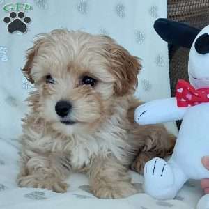 Champ, Toy Poodle Mix Puppy