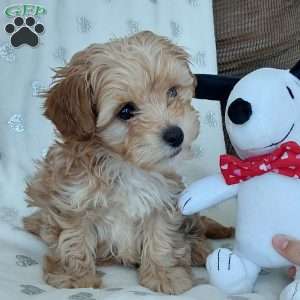 Champ, Toy Poodle Mix Puppy