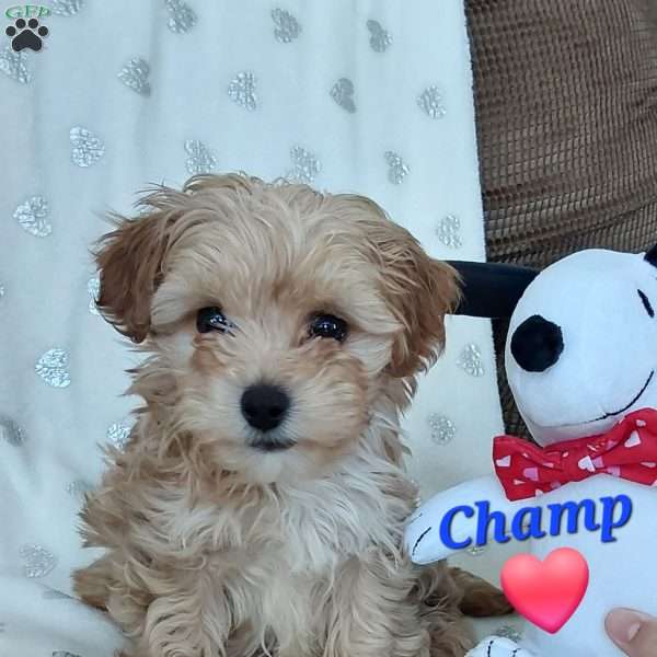 Champ, Toy Poodle Mix Puppy