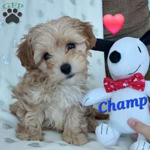 Champ, Toy Poodle Mix Puppy