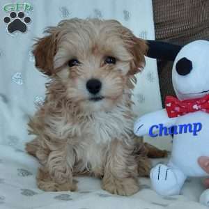 Champ, Toy Poodle Mix Puppy