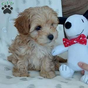 Champ, Toy Poodle Mix Puppy