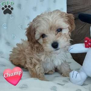 Champ, Toy Poodle Mix Puppy