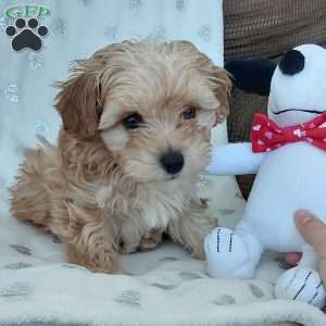 Champ, Toy Poodle Mix Puppy