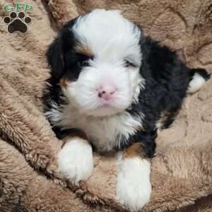 Atlas, Mini Bernedoodle Puppy