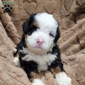 Atlas, Mini Bernedoodle Puppy
