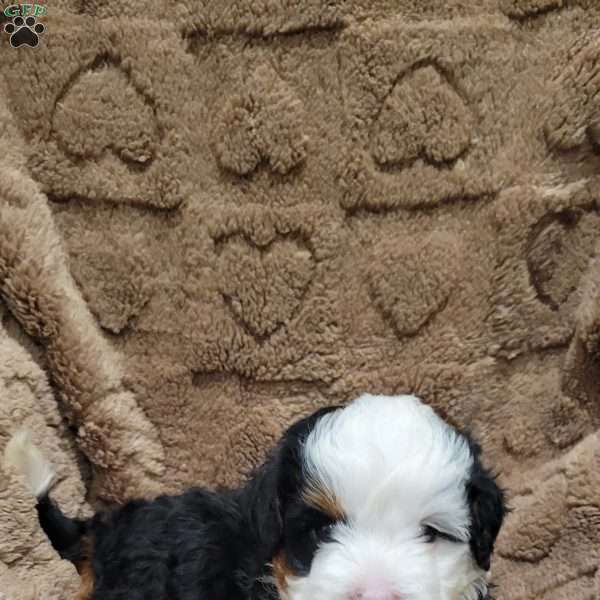 Atlas, Mini Bernedoodle Puppy