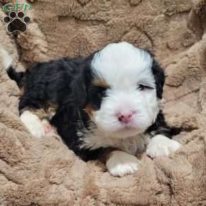 Atlas, Mini Bernedoodle Puppy