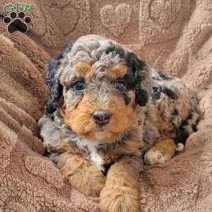 Ginger, Mini Bernedoodle Puppy