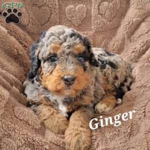 Ginger, Mini Bernedoodle Puppy