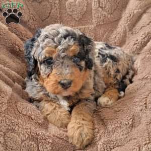 Ginger, Mini Bernedoodle Puppy