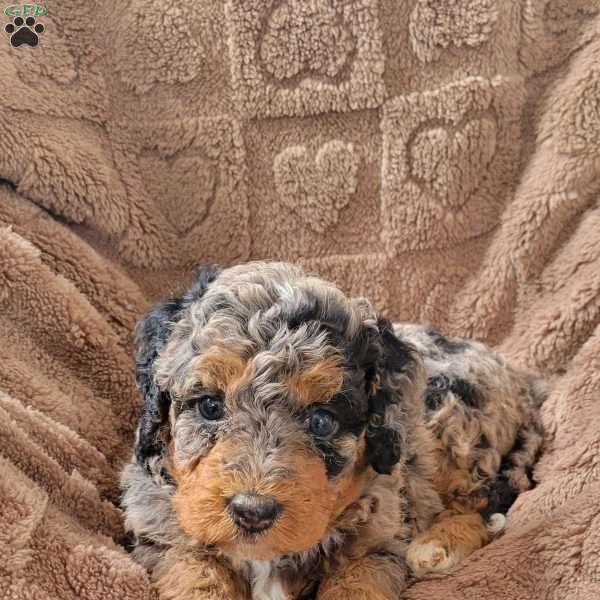 Ginger, Mini Bernedoodle Puppy