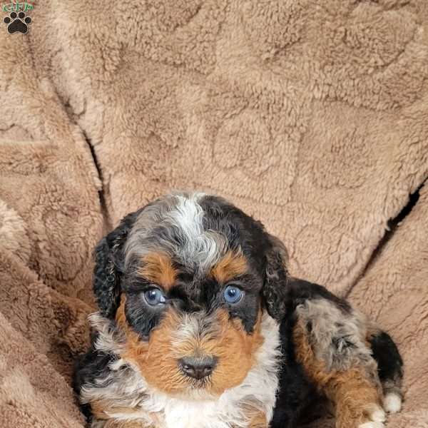Ace, Mini Bernedoodle Puppy