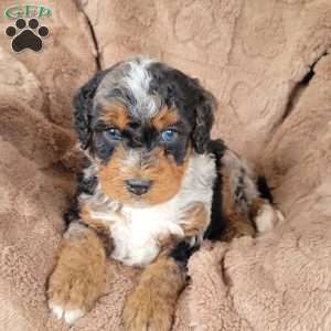 Ace, Mini Bernedoodle Puppy