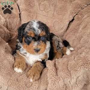 Ace, Mini Bernedoodle Puppy
