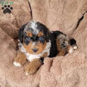 Ace, Mini Bernedoodle Puppy