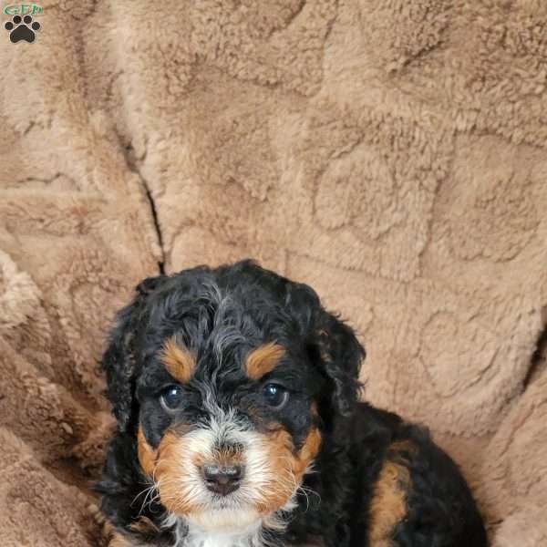 Pearl, Mini Bernedoodle Puppy