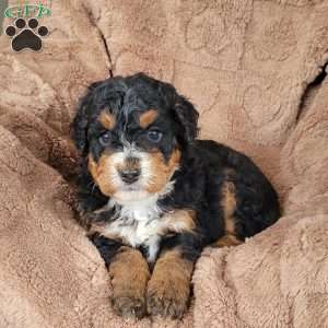 Pearl, Mini Bernedoodle Puppy