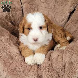 Rex, Mini Bernedoodle Puppy