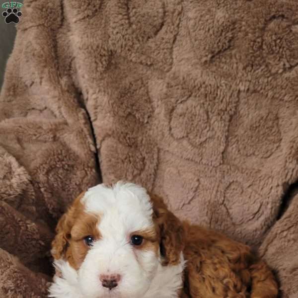 Rex, Mini Bernedoodle Puppy