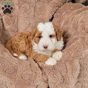 Rex, Mini Bernedoodle Puppy